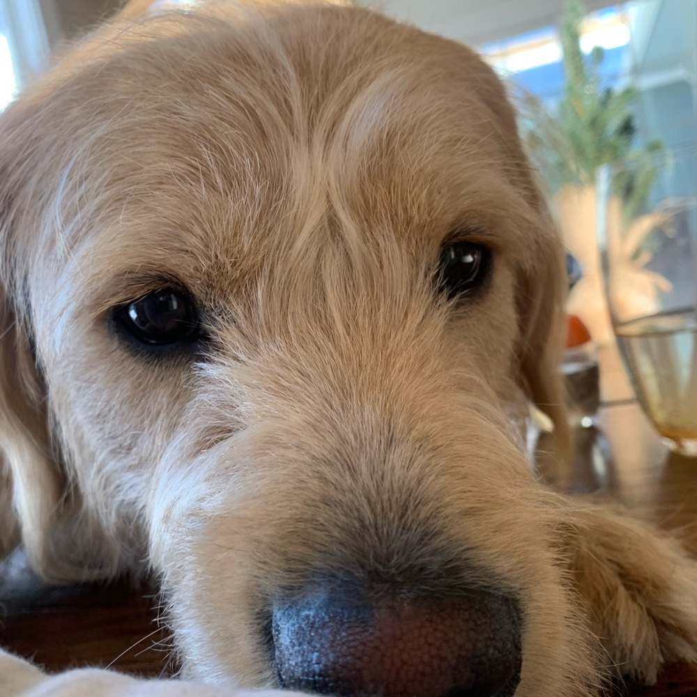 Meet your Posher, Jada